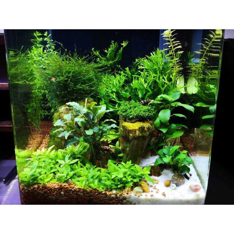 SulfaPlex Pet Supplies M13862