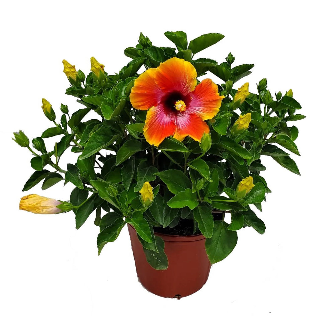22" to 26" Hibiscus Bush Plant Q14329