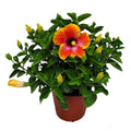 22" to 26" Hibiscus Bush Plant Q14329
