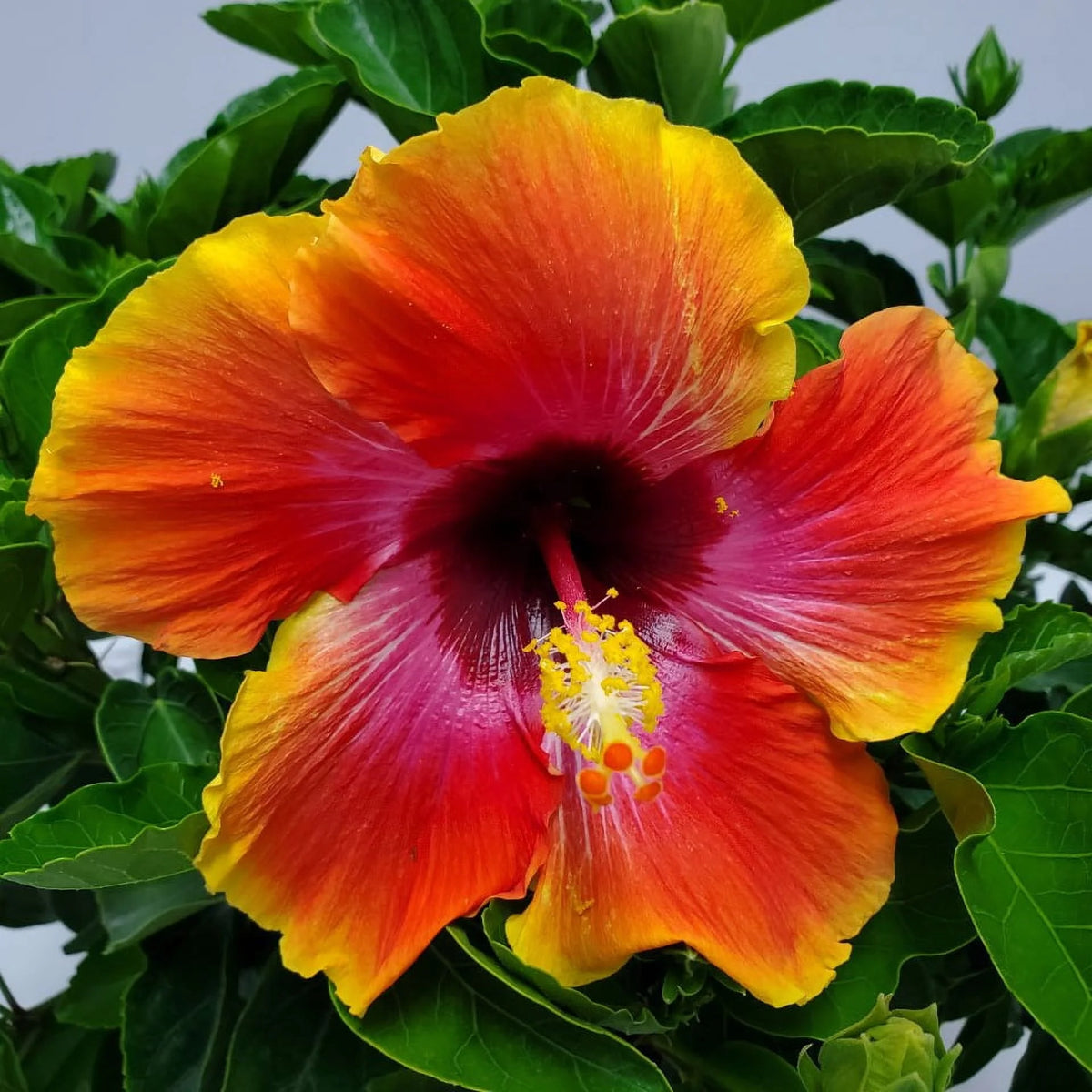22" to 26" Hibiscus Bush Plant Q14329