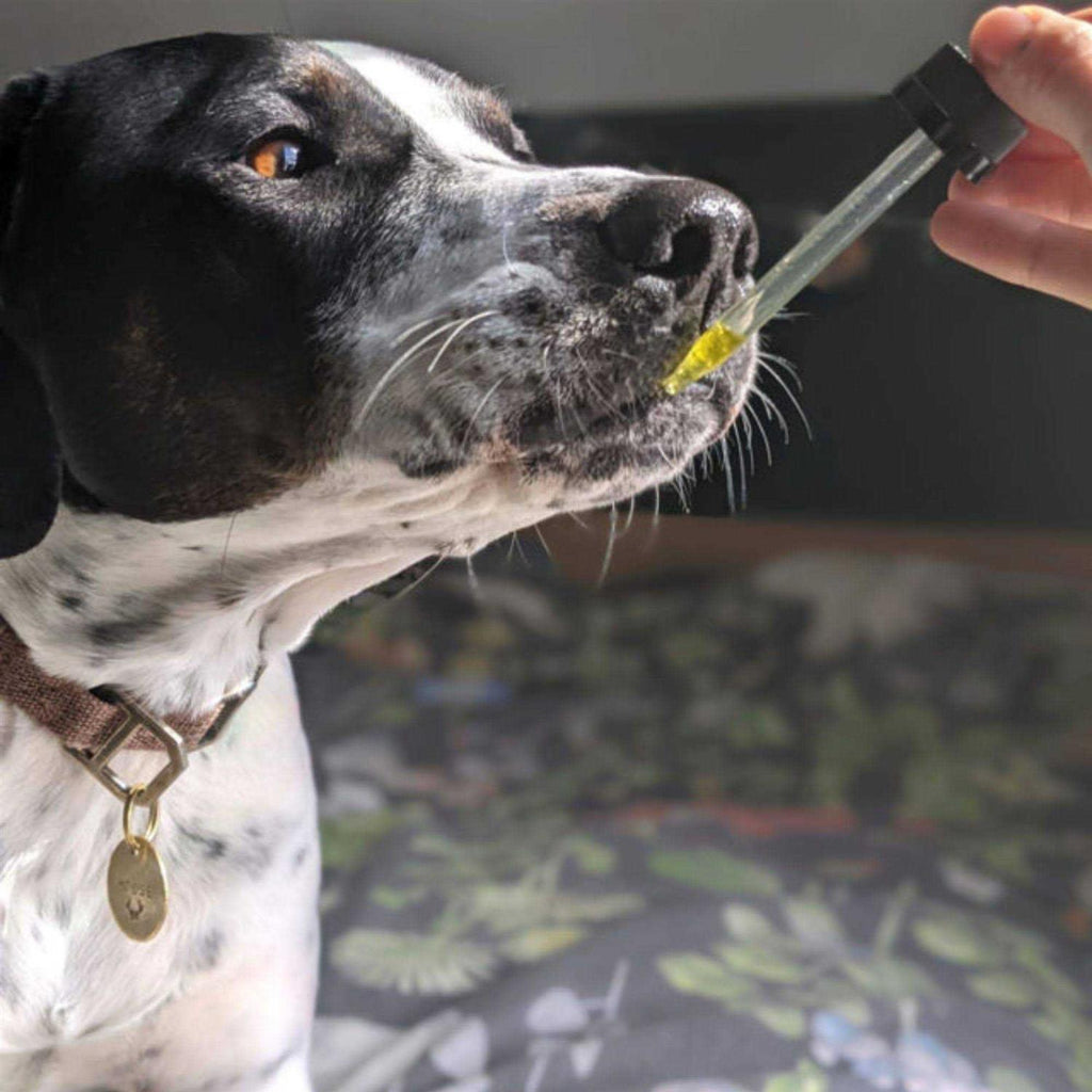 Hemp Oil for Dogs & Cats W5152