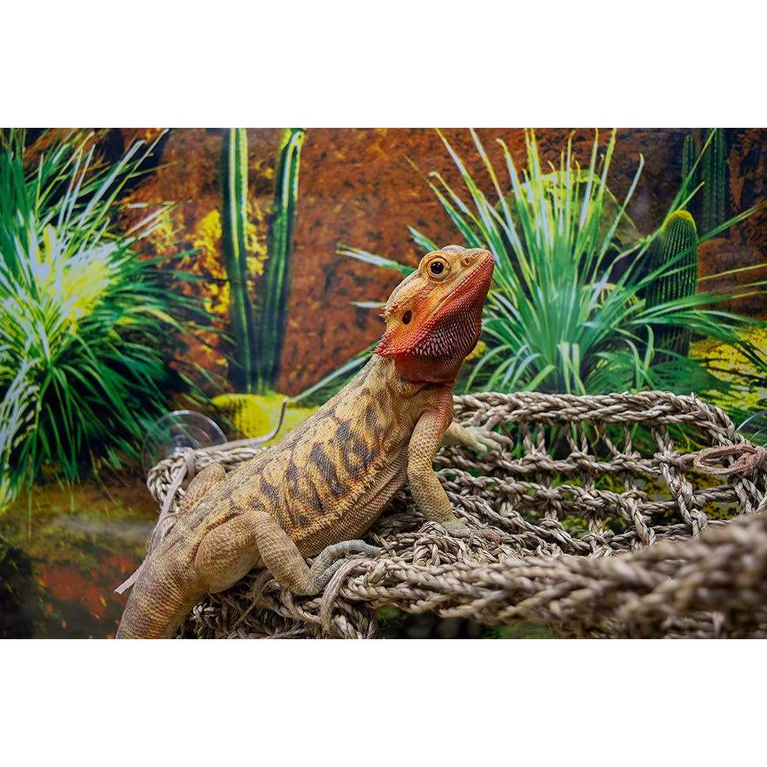 Lizard Lounger S591799