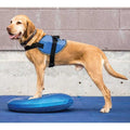 Balance Disc X72414