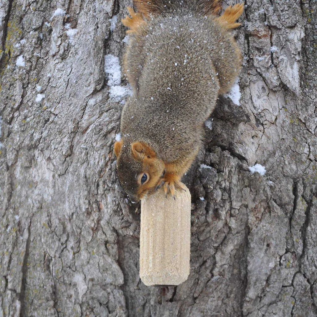 Corn Squirrelog Pet Supplies W445804