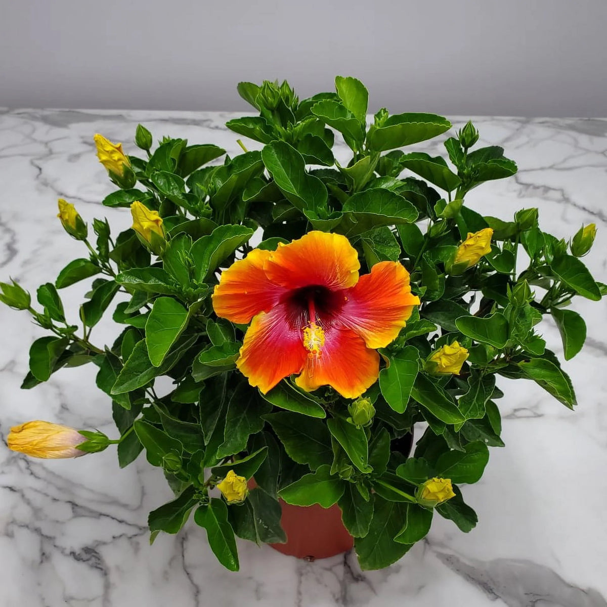 22" to 26" Hibiscus Bush Plant Q14329