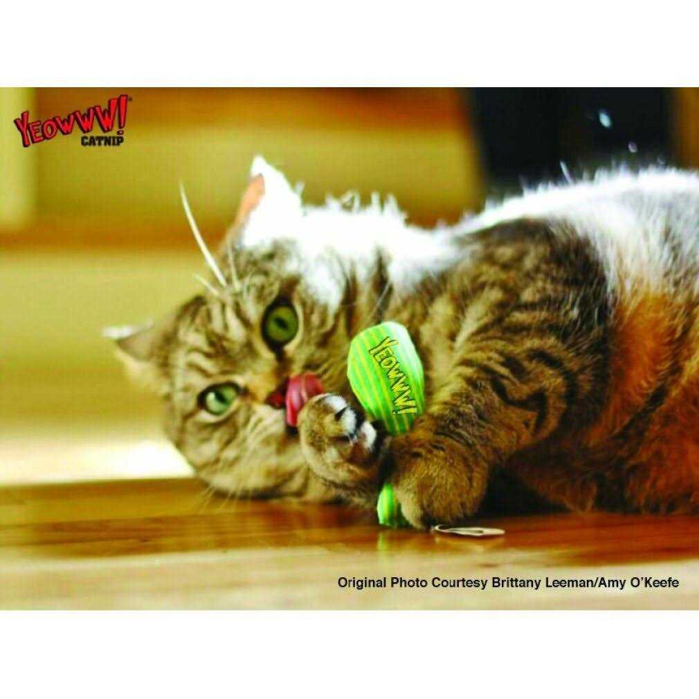 Catnip Sardines U647