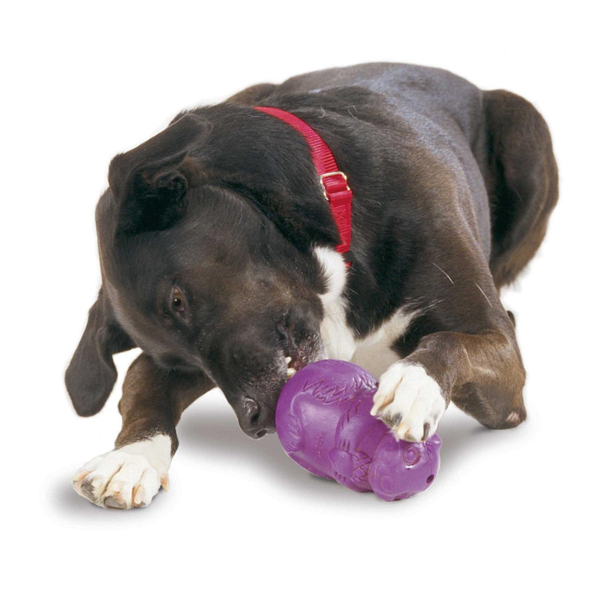 Squirrel Dude Dog Toy K2917