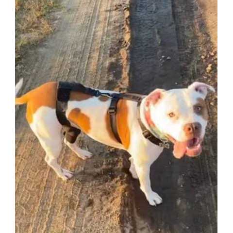 Dog & Cat Knee Brace O557