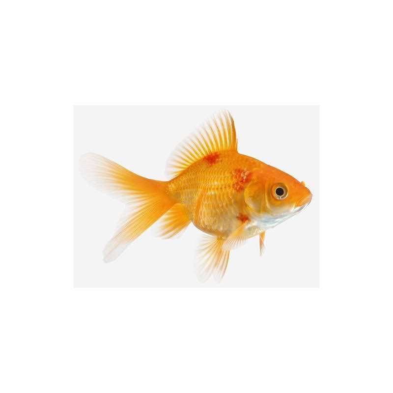 SulfaPlex Pet Supplies M13862