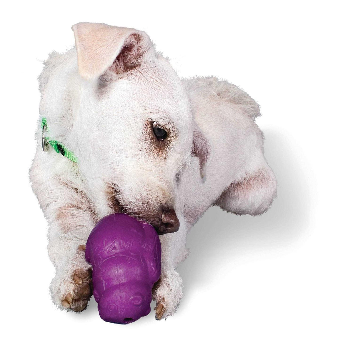 Squirrel Dude Dog Toy K2917