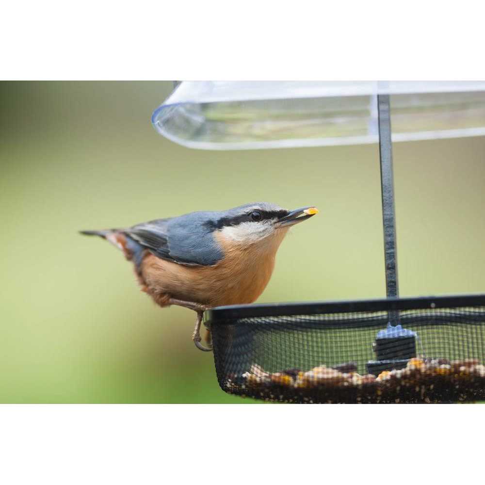 Cracked Corn Wild Bird Food T644