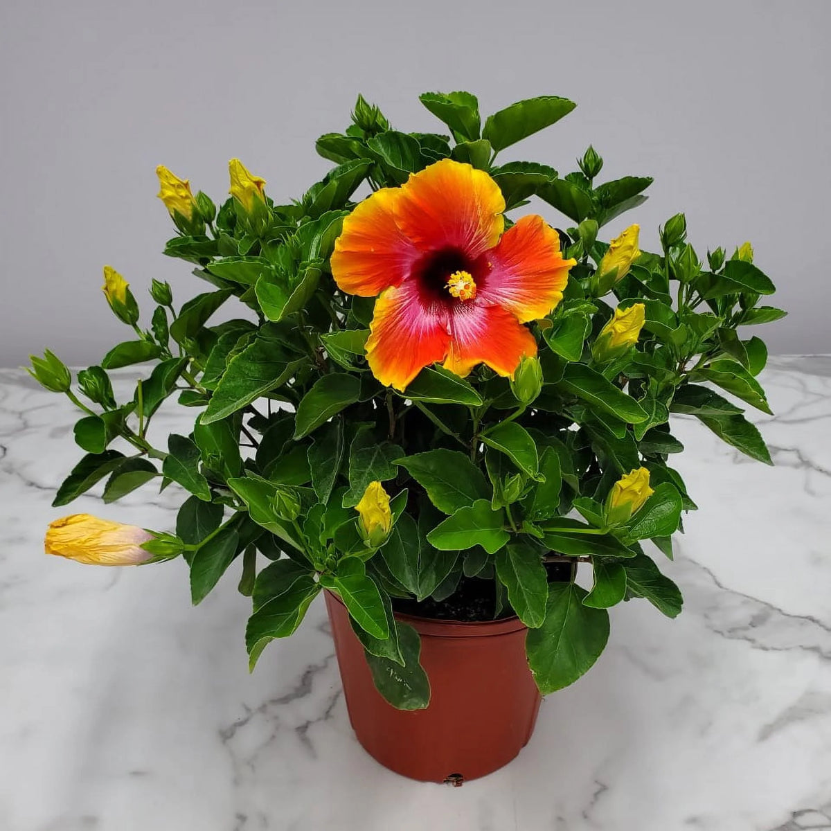 22" to 26" Hibiscus Bush Plant Q14329