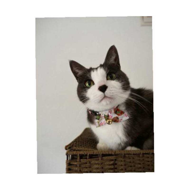 Kimono Bow Tie Cat Collar J6971