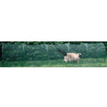 Outdoor Cat Enclosure M285
